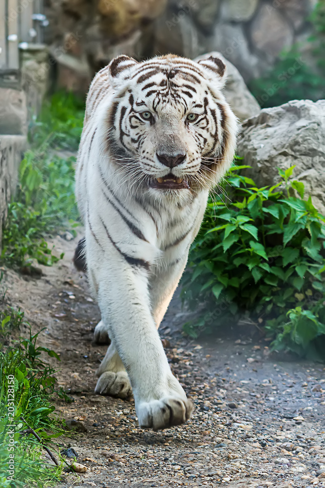 Naklejka premium Biały tygrys w zoo