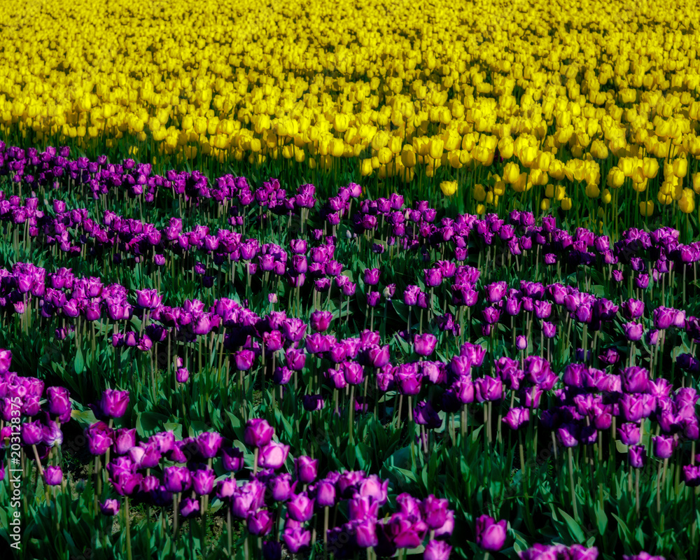 Purple and yellow tulip blossoms in a tulip field