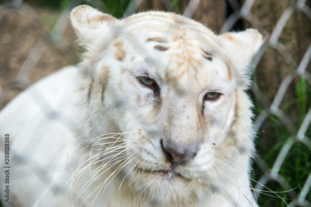 Naklejka premium White Tiger in zoo