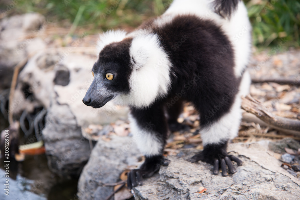 Black-and-white ruffed lemur Black-and-white ruffed lemur