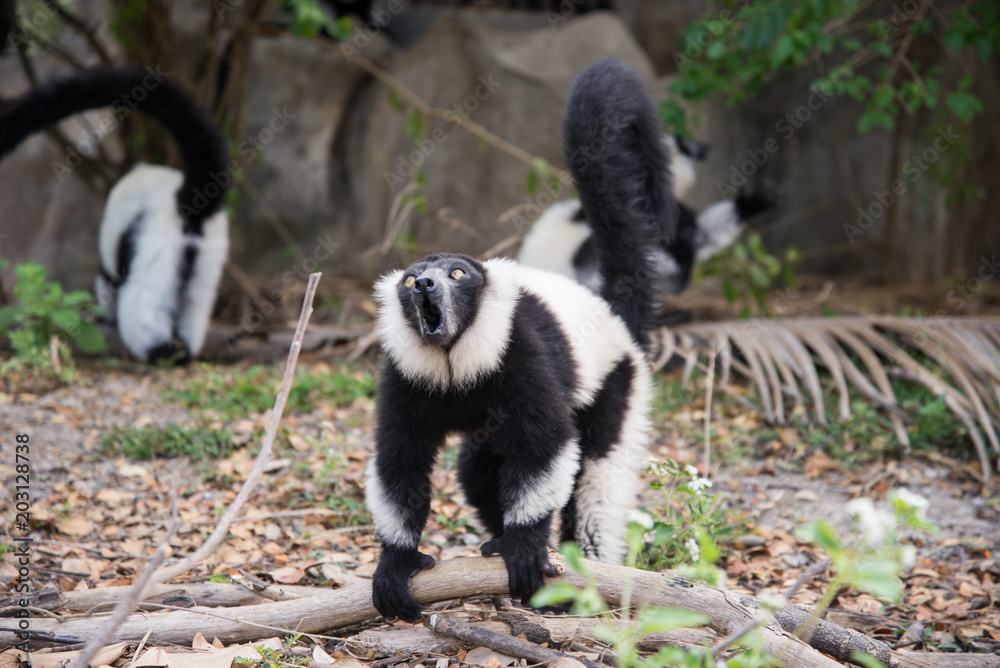 Fototapeta premium Black-and-white ruffed lemur