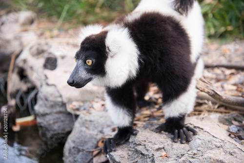 Black-and-white ruffed lemur