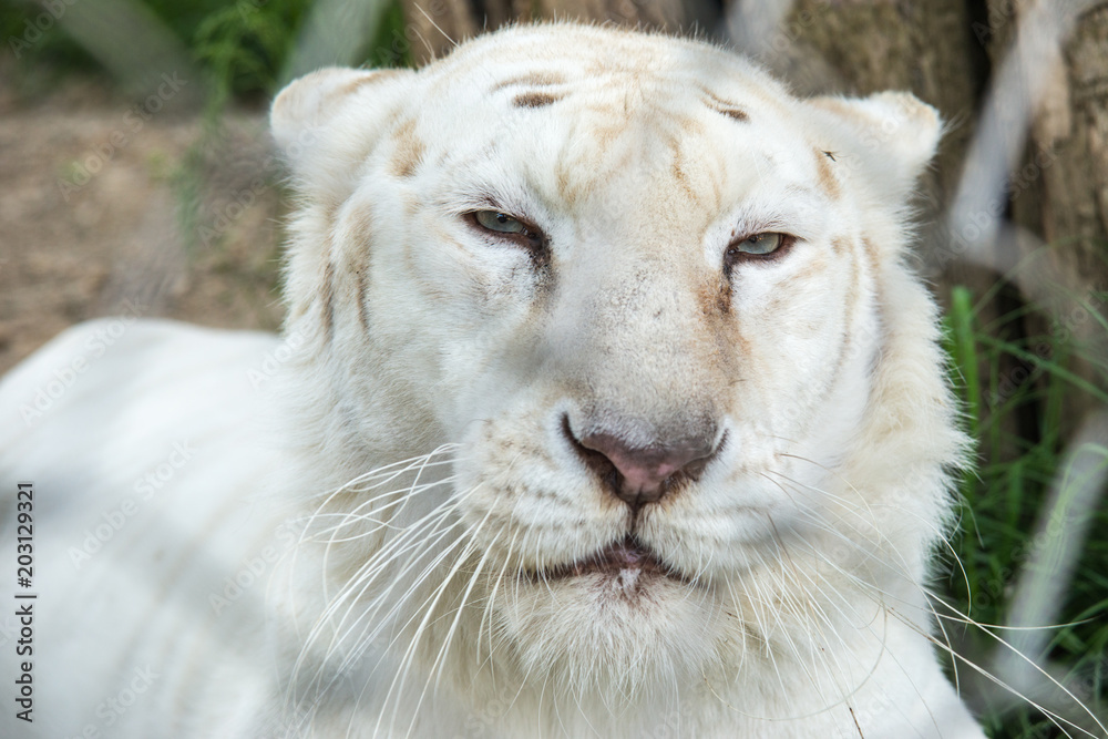 Fototapeta premium White Tiger in zoo