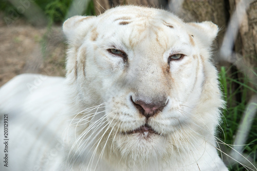 Fototapeta Naklejka Na Ścianę i Meble -  White Tiger in zoo 