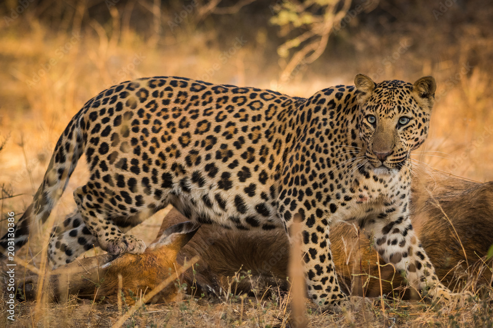 Foto Leopard Paw on eyes