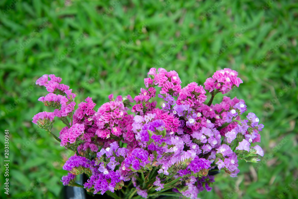 Obraz premium Fuchsia dry flower