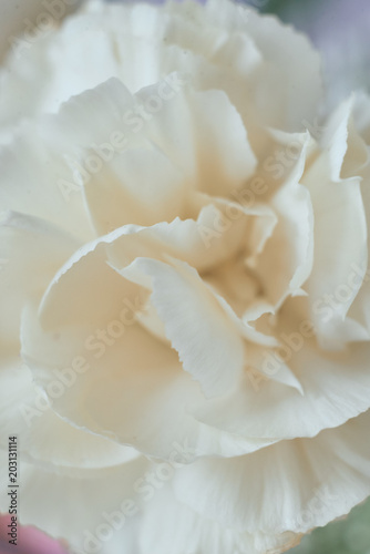white pink flower macro © fomenkodmitry