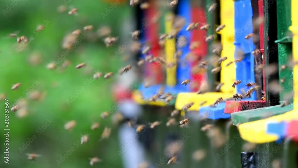 Bees flying around beehive