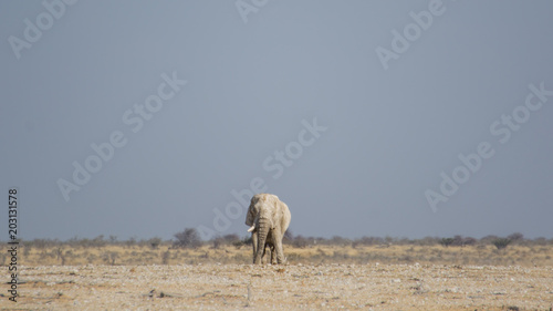 Elephant from Namibia