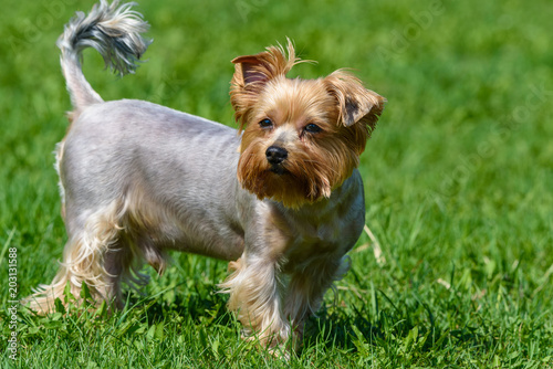 yorkshire terrier playing on green grass