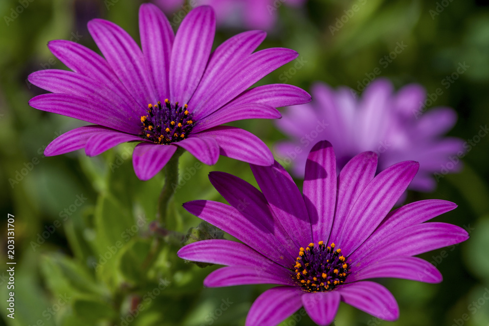 Obraz premium Spring colors