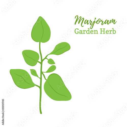 Vector marjoram, seasoning spice, organic herb, food