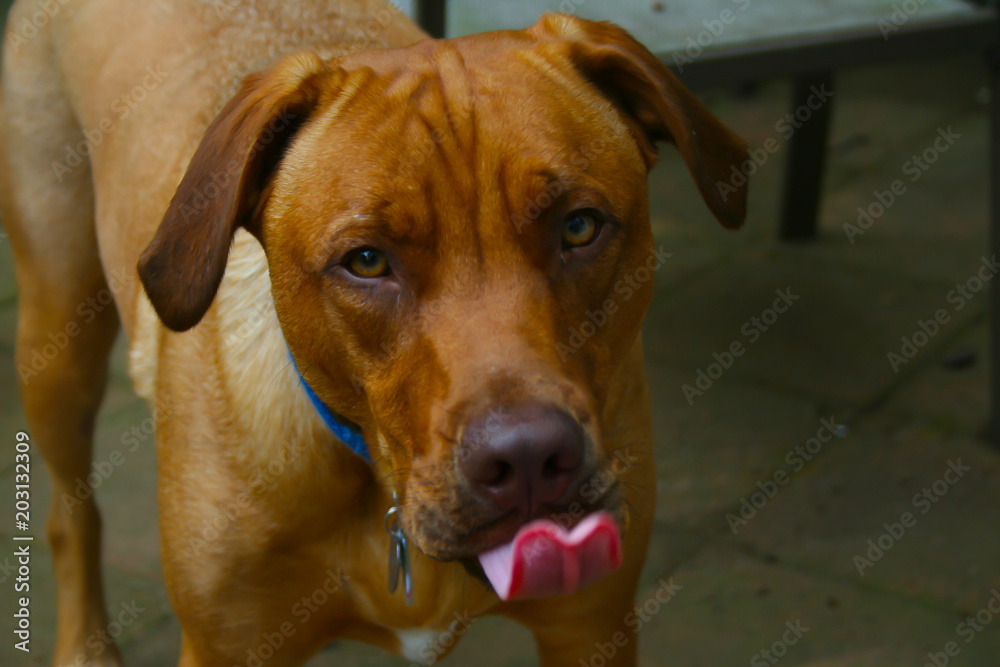 Dog Dog