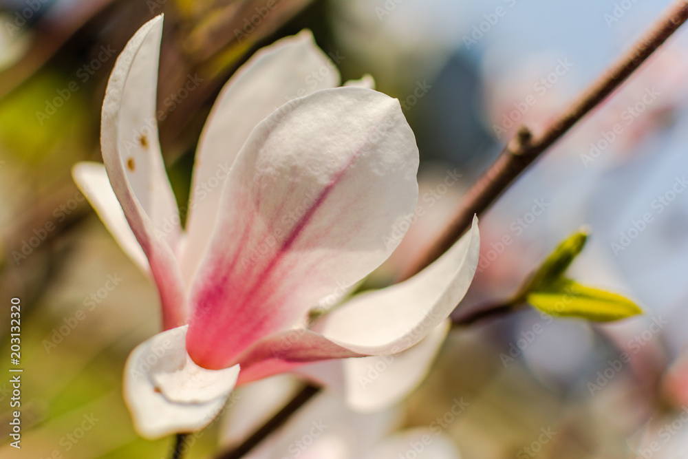 Fototapeta premium magnolia