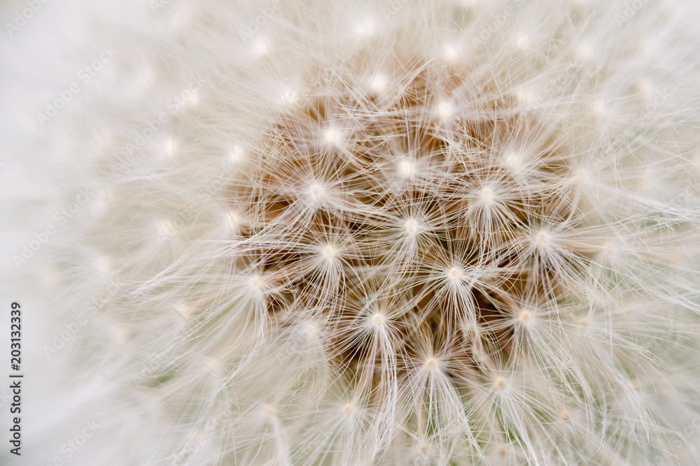 Obraz Makro dandelion. Nasiona mniszka lekarskiego wyglądają bardzo filigranowo i przypominają doskonałą sieć