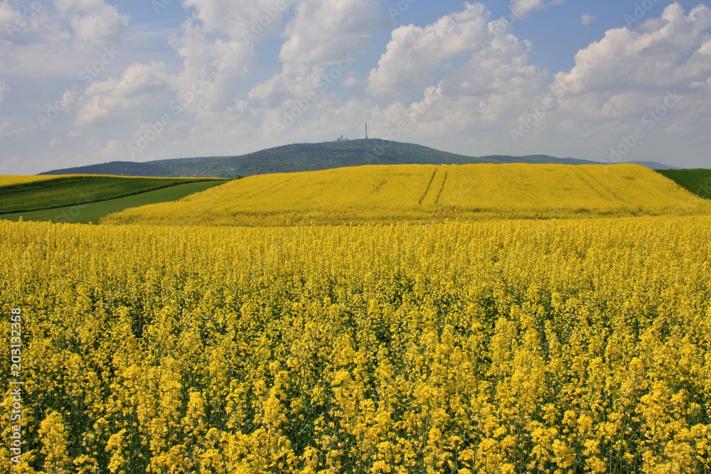 Field covered with flowering oilseed rape, in the background, a view of the Świętokrzyskie Mountains