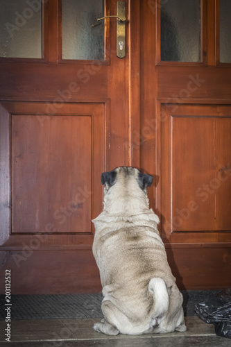 white pug waiting in front of the doors