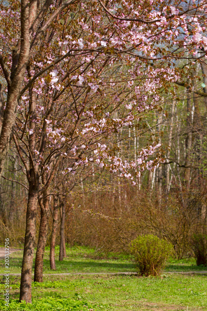 Beautiful tree of cherry blossom sakura in a garden
