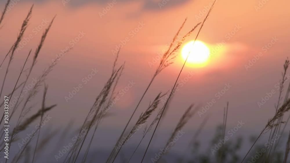 Sunset trough grass Sunset trough grass