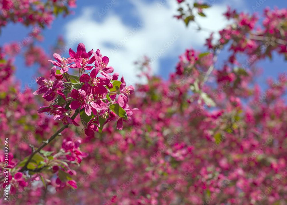 Pink apple blossoms in spring. Flowering paradise apples. Pink apple blossoms in spring. Flowering paradise apples.
