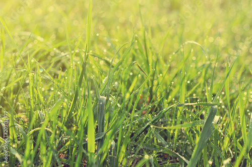 Fresh Green Grass with Water Drops After Rain Sunlight Background