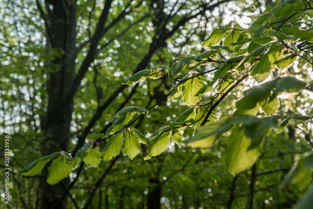 Rotbuchenlaub im Frühjahr / Rotbuche (Fagus sylvatica) Laub, Blätter