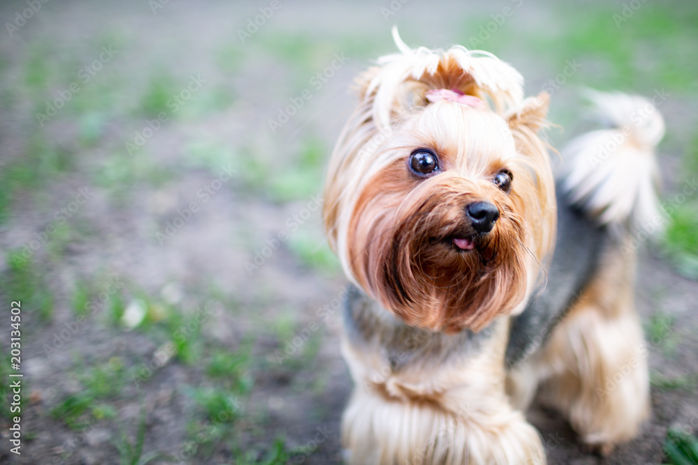 Portrait of male or female Yorkshire Terrier dog. Portrait of male or female Yorkshire Terrier dog.
