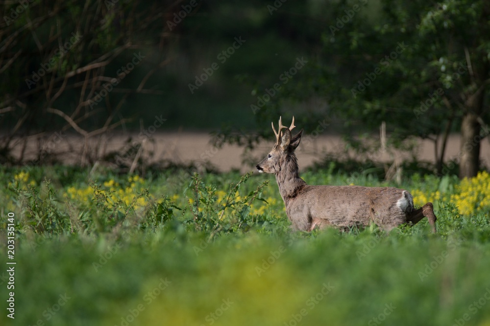 Fototapeta premium Deer