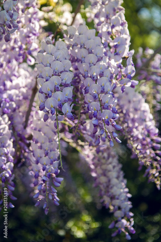 blooming violet Wisteria tree in spring photo