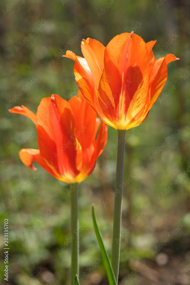 Two red tulip flowers on green background. Soft focus. Vertical Two red tulip flowers on green background. Soft focus. Vertical