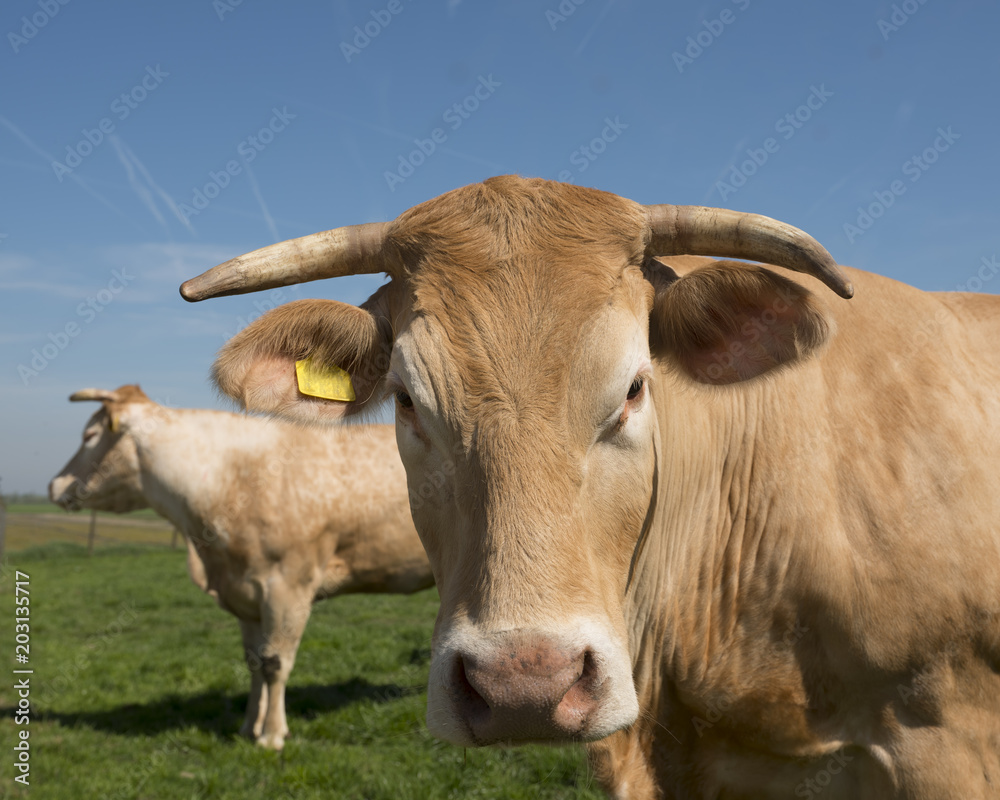 beige blonde d'aquitaine cows in green grassy meadow under blue sky looking beige blonde d'aquitaine cows in green grassy meadow under blue sky looking