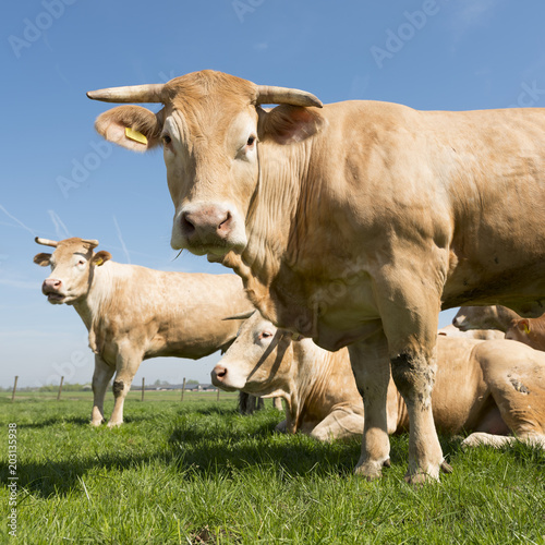 beige blonde d'aquitaine cows in green grassy meadow under blue sky looking