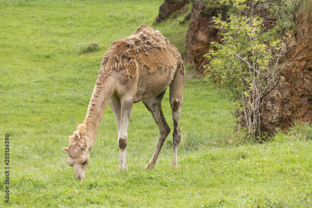 dromedary feeding, natural park in Cantabria dromedary feeding, natural park in Cantabria