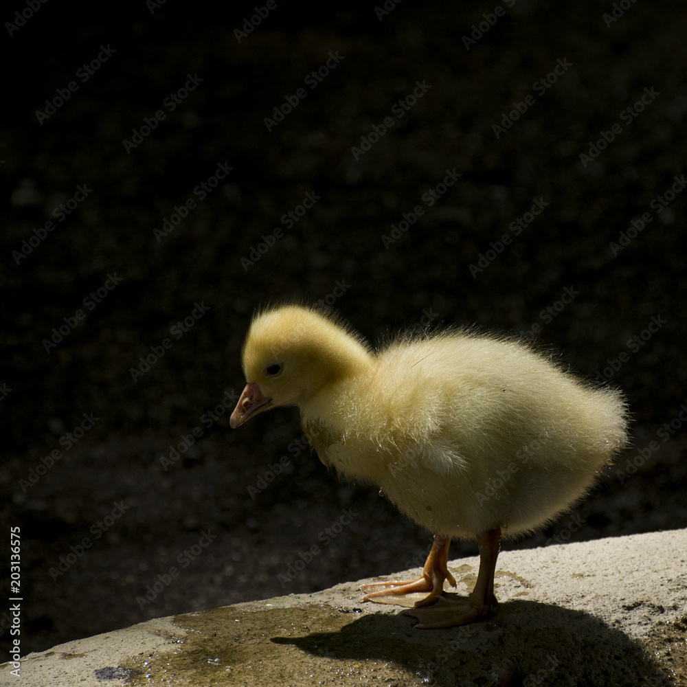 Fototapeta premium cute little gosling