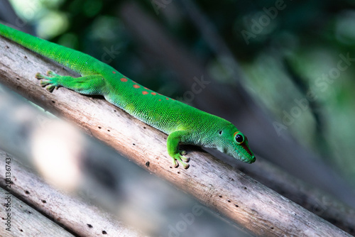 giant gecko of madagascar