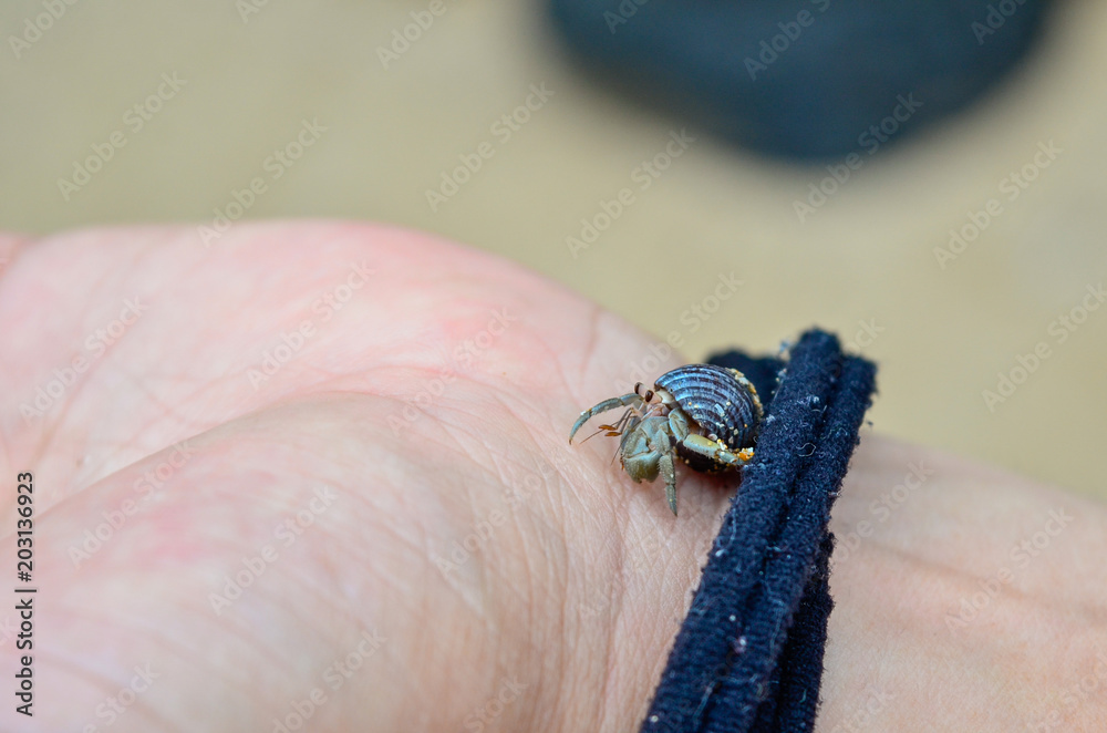 Obraz premium caracolito