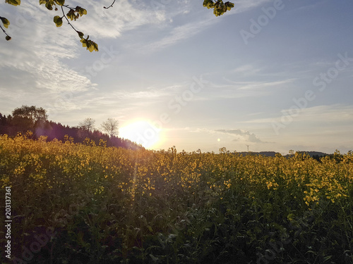 Sonnenaufgang über Rapsfeld