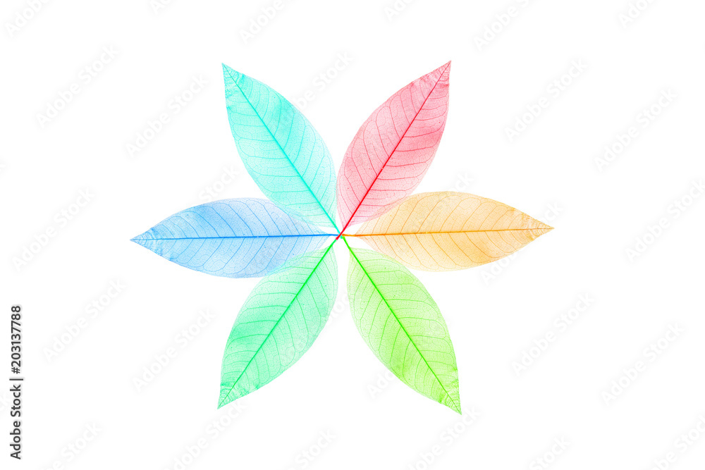 Skeleton leaf abstract background Skeleton leaf abstract background