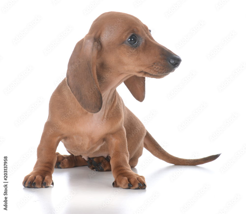 adorable female dachshund puppy