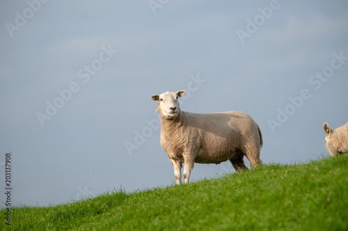 Grazing Sheep and lambs in a green grassland
