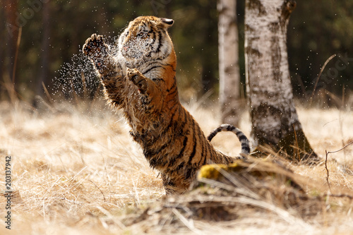Fototapeta Naklejka Na Ścianę i Meble -  Sibirischer Tiger spielt
