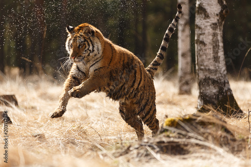 Fototapeta Naklejka Na Ścianę i Meble -  Sibirischer Tiger im Sprung