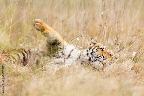 Fototapeta Naklejka Na Ścianę i Meble -  Sibirischer Tiger liegt im Gras