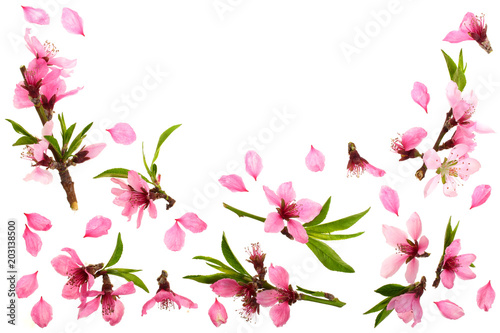 Fototapeta Naklejka Na Ścianę i Meble -  Cherry blossom, sakura flowers isolated on white background with copy space for your text. Top view. Flat lay pattern