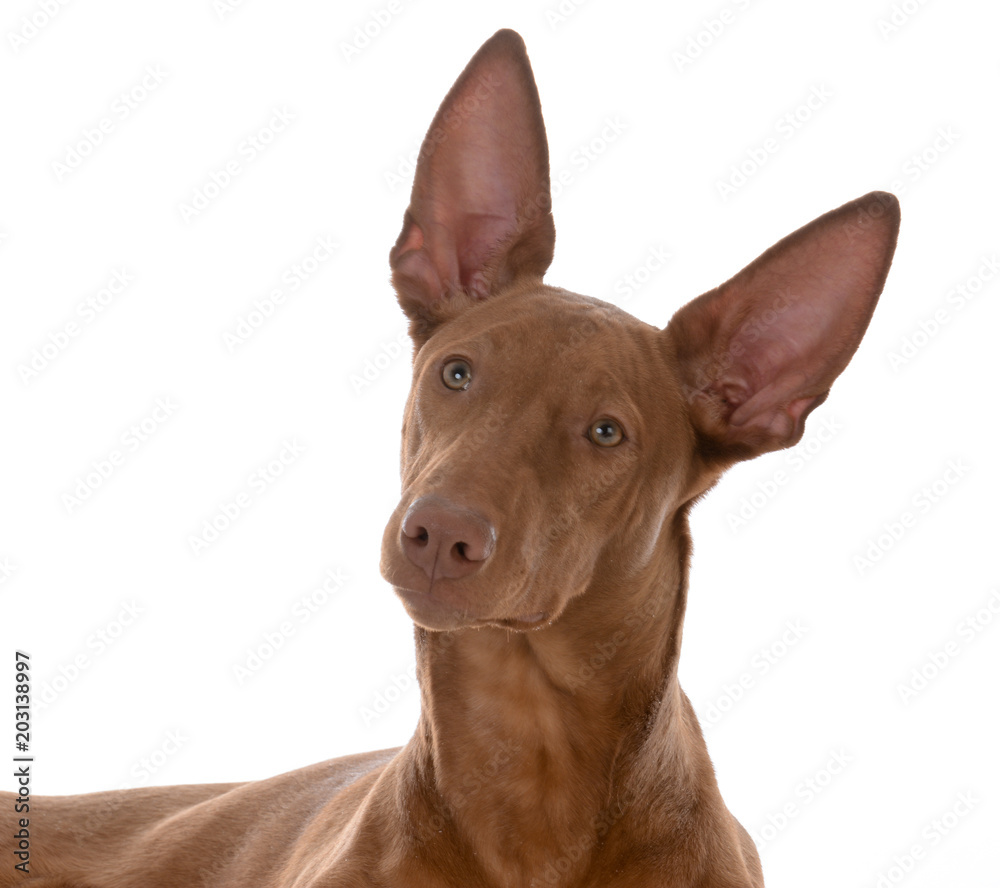 male pharoah hound portrait