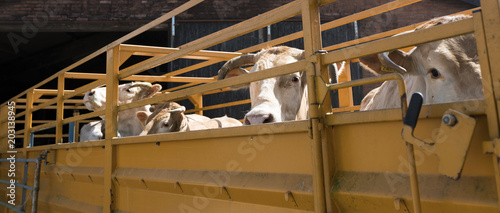 blonde d'aquitaine cows ready for transport in cart on farm