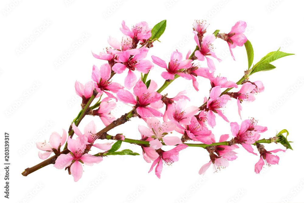 Cherry blossom, sakura flowers isolated on white background