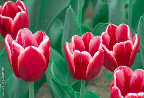 Bouquet of red white tulips #203139313