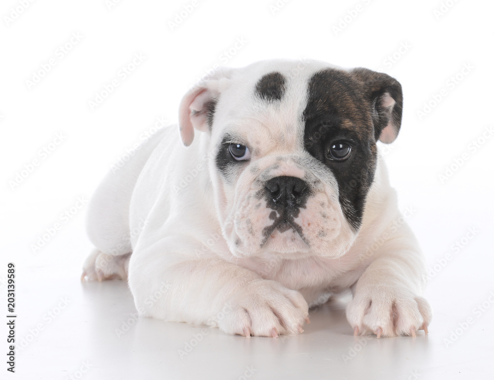 female bulldog puppy