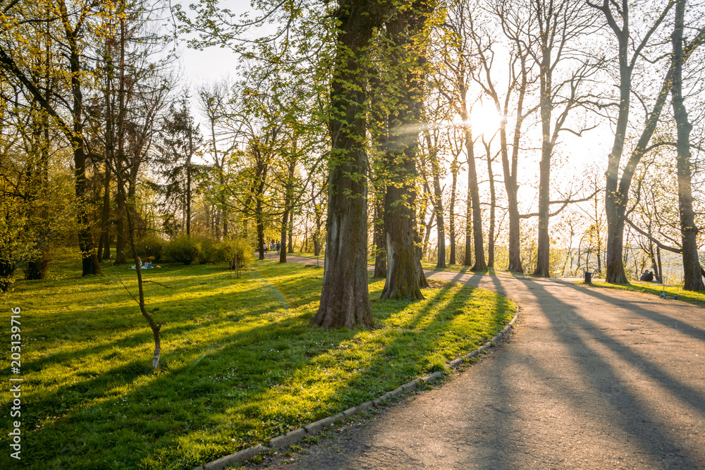 sunset in a park with an asphalt path